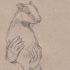 badgers